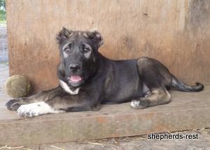 Image of Shepherds Rest Anatolians Kara Kaplan of Karapınar Import