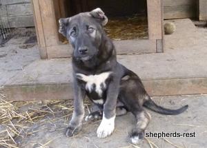 Image of Shepherds Rest Anatolians Kara Kaplan of Karapınar Import