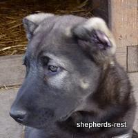 Image of Shepherds Rest Anatolians Kara Kaplan of Karapınar Import