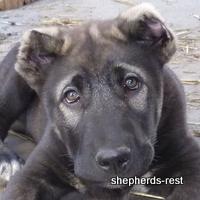 Image of Shepherds Rest Anatolians Kara Kaplan of Karapınar Import