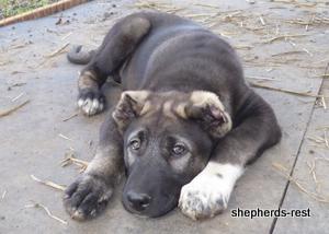Image of Shepherds Rest Anatolians Kara Kaplan of Karapınar Import