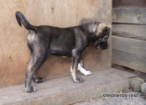Image of Shepherds Rest Anatolians Kara Kaplan of Karapınar Import