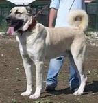 Panzer of Büyükçekmece