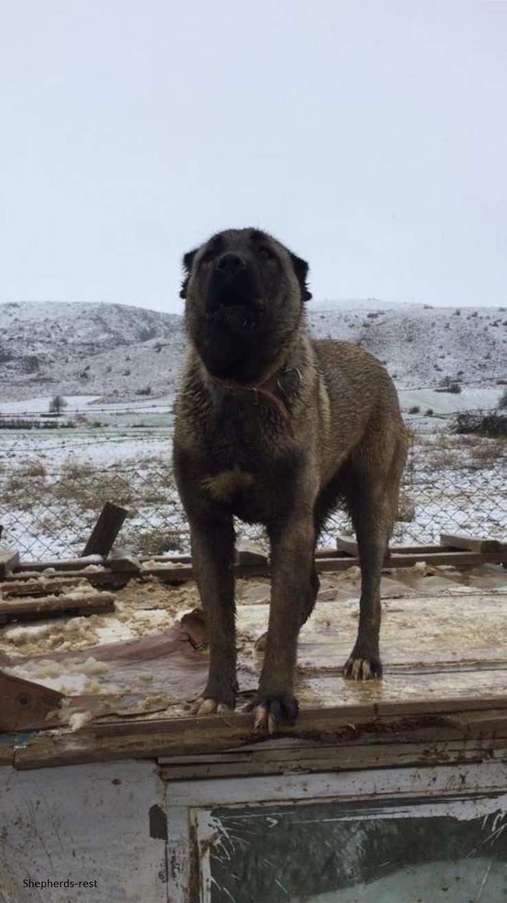Image of Shepherds Rest Anatolians ADEMIN CAZGIR