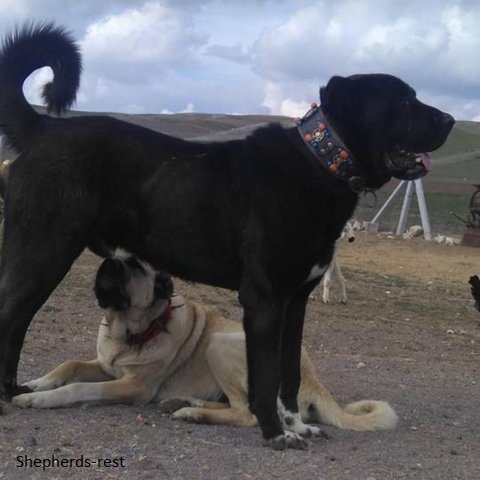 Image of Shepherds Rest Anatolians DEMIRGANIN KARA
