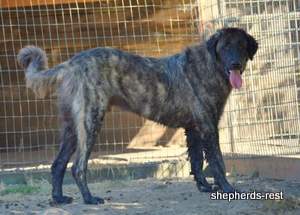 Image of Anatolian Shepherd Karakurt