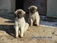 Import trip for Kara