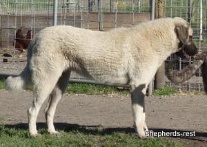 Image of Anatolian Shepherd Kelebek