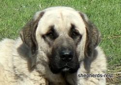 Image of Anatolian Shepherd Kelebek