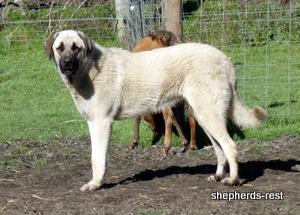 Image of Anatolian Shepherd Kelebek