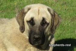 Image of Anatolian Shepherd Kelebek