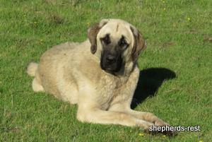 Image of Anatolian Shepherd Kelebek