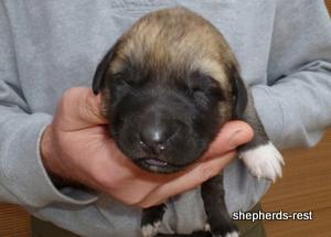 Image of Anatolian Shepherd Kelebek