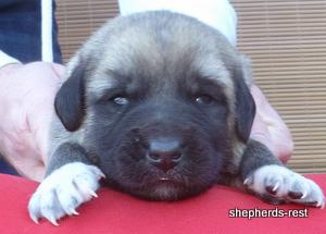 Image of Anatolian Shepherd Kelebek
