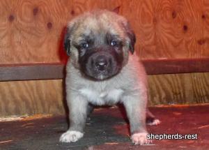Image of Anatolian Shepherd Kelebek