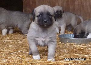 Image of Anatolian Shepherd Kelebek
