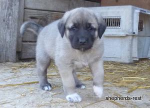 Image of Anatolian Shepherd Kelebek