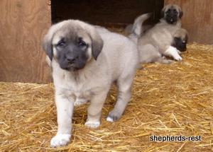 Image of Anatolian Shepherd Kelebek