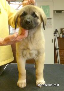 Image of Anatolian Shepherd Kelebek