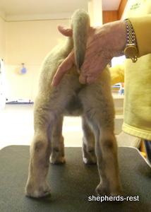 Image of Anatolian Shepherd Kelebek