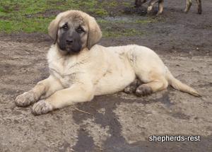 Image of Anatolian Shepherd Kelebek