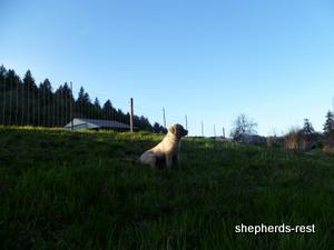 Image of Anatolian Shepherd Kelebek