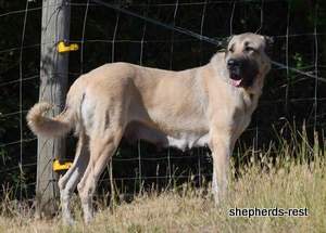 Image of Anatolian Shepherd Çıftçının Keskın Import