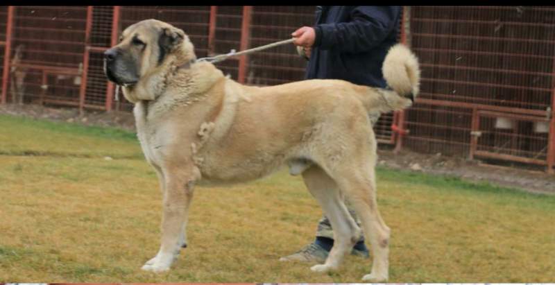 Çıftçının Keskın