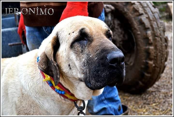 Çıftçının Keskın