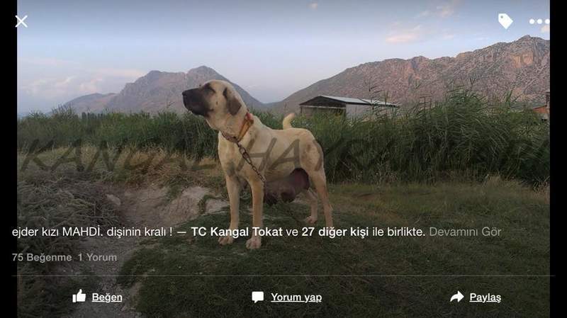 Çıftçının Keskın