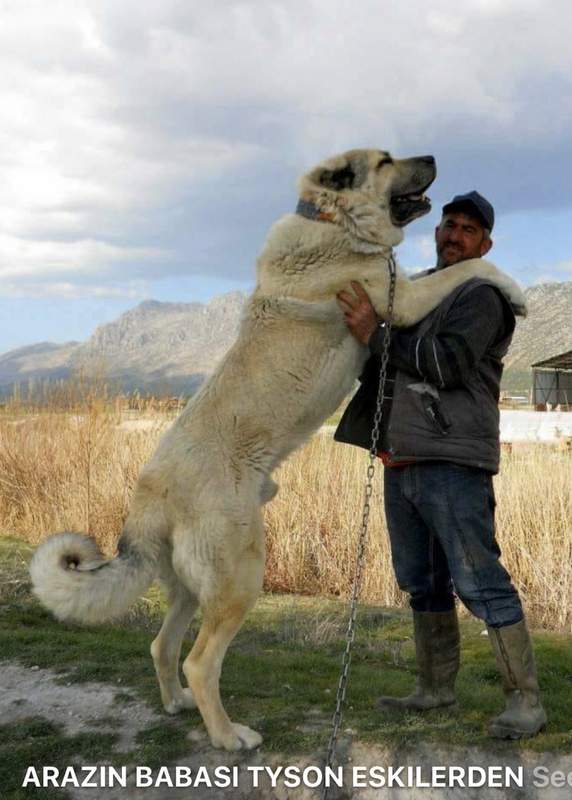 Çıftçının Keskın