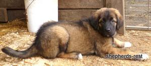 Image of Shepherds Rest Anatolians Durkaya's Kızıl Ayı