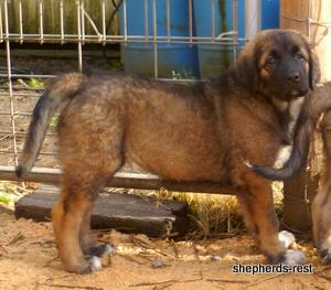 Image of Shepherds Rest Anatolians Durkaya's Kızıl Ayı