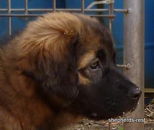 Image of Shepherds Rest Anatolians Durkaya's Kızıl Ayı