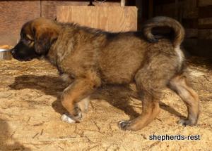 Image of Shepherds Rest Anatolians Durkaya's Kızıl Ayı