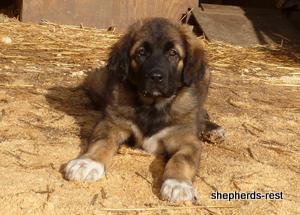 Image of Shepherds Rest Anatolians Durkaya's Kızıl Ayı