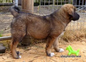 Image of Shepherds Rest Anatolians Durkaya's Kızıl Ayı