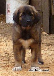 Image of Shepherds Rest Anatolians Durkaya's Kızıl Ayı