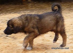 Image of Shepherds Rest Anatolians Durkaya's Kızıl Ayı