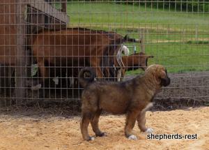 Image of Shepherds Rest Anatolians Durkaya's Kızıl Ayı