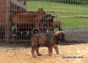 Image of Shepherds Rest Anatolians Durkaya's Kızıl Ayı