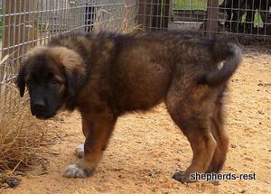 Image of Shepherds Rest Anatolians Durkaya's Kızıl Ayı
