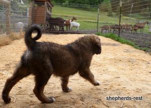 Image of Shepherds Rest Anatolians Durkaya's Kızıl Ayı