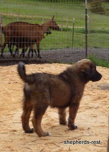 Image of Shepherds Rest Anatolians Durkaya's Kızıl Ayı