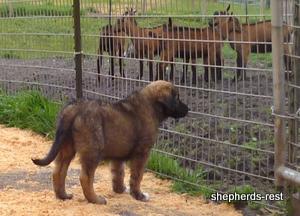 Image of Shepherds Rest Anatolians Durkaya's Kızıl Ayı