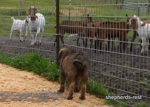 Image of Shepherds Rest Anatolians Durkaya's Kızıl Ayı