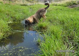 Image of Shepherds Rest Anatolians Durkaya's Kızıl Ayı