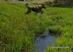 Image of Shepherds Rest Anatolians Durkaya's Kızıl Ayı