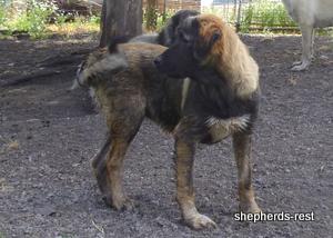 Image of Shepherds Rest Anatolians Durkaya's Kızıl Ayı