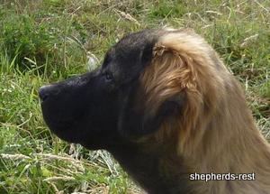 Image of Shepherds Rest Anatolians Durkaya's Kızıl Ayı